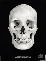 Etienne Hubert, Vue De Face Du Crane morphologie, poster