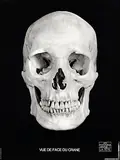 Etienne Hubert, Vue De Face Du Crane morphologie, poster