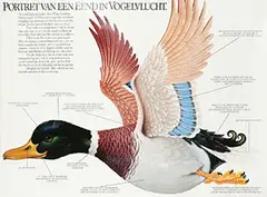 Braldt Bralds, Portret van een Eend in Vogelvlucht., poster
