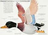 Braldt Bralds, Portret van een Eend in Vogelvlucht., poster