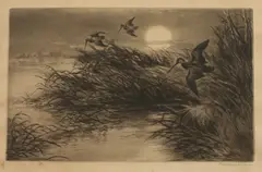 Roland Clark, Long Billed Dowitchers in Flight, Etching
