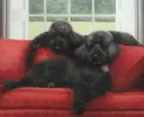 Barrie Barnett, TWO BLACK STANDARD POODLES ON RED COUCH, "India " and "Tarby", Pastel