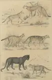 Anonymous, "Moghal Hunting Scene", Ink and color on paper, together with savage animal print. - Larger: 13 in. x 8 1/2 in