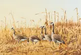 James Killen, Canadian Geese, Watercolor