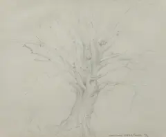 Hereward Lester Cooke, Portrait of Ginevra, Pencil
