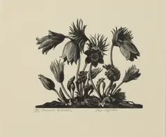 Clare Leighton, Anemone Pulsatila, TO THE MILKING, and BERRIES: THREE WORKS, each signed, titled and numbered in pencil lower margin