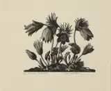 Clare Leighton, Anemone Pulsatila