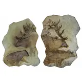 Brent Lawrence, Both originally purchased at Martin Harris Gallery in 1998, Elk and Bear stainless steel sculptures