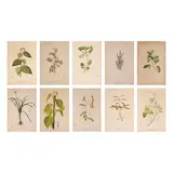Fr. Francisco M. Blanco, Flora de Filipinas, print, 13 pcs