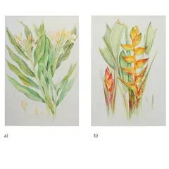 Emmanuel Cordova, a) Untitled (Birds of Paradise)
b) Splashed Heliconia, b) watercolor on paper