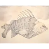 Raul Lebajo, Surrealistic Dreams, graphite on paper