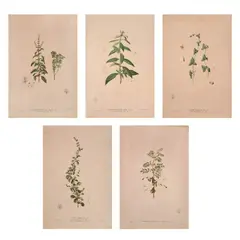 Father Manuel Blanco, Flora de Filipinas (Five Prints)  Indigofera Tinctoria, Celosia Lanata,  Cucumis Luzonicus, Pycnanthemum  Subulatum, and Ocimum Sanctum, print