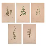 Father Manuel Blanco, Flora de Filipinas (Five Prints)  Indigofera Tinctoria, Celosia Lanata,  Cucumis Luzonicus, Pycnanthemum  Subulatum, and Ocimum Sanctum, print