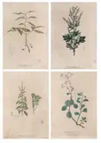 a) Cinnamon b) Artemisia c) Ocimum Sanctum d) Vernonia by Fray Manuel Blanco A Set of Four Flora Prints, 19th century hand-colored prints, sold Mar 2020