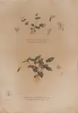 Barcelona R. Garcia, Botanical Drawings Vandella Diffusa and Vandella Multiflora, print