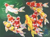 William Yu, Koi Fish