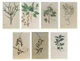 Francisco Manuel Blanco, A Lot of Botanical Plates from Flora de Filipinas