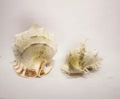 Pair of Seashells, Untitled