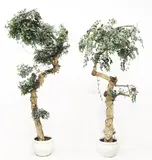 Pair of Tree Display, Untitled