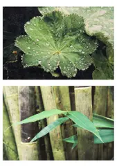 a.) Leaf 1 b.) Leaf 2 by Alex Van Hagen, a) print b) print, sold Jul 2018