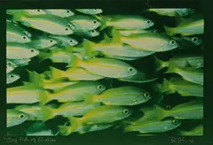 Robert Yin, Cory Fish of El Nido, print