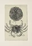 Max Ernst, Aus: Max Ernst, Histoire Naturelle, 1972, Farblithografie auf Arches Velin (Wasserzeichen)