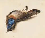 Deutsche Schule, Studie mit Blaukehlchen