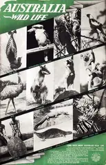 Initials D.J.F., Australia Wild Life, poster