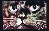 LeRoy Olson, Cat, 1971, poster