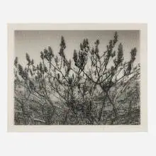 Roberto Pellegrinuzzi, Constellation (Vinaigrier), 2009, carbon ink on Mylar