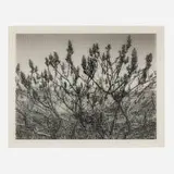 Roberto Pellegrinuzzi, Constellation (Vinaigrier), 2009, carbon ink on Mylar