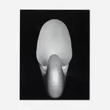 Edward Weston, Nautilus