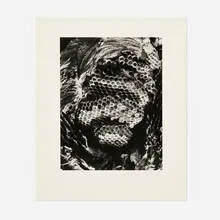 Andreas Feininger, Bee Comb, c. 1975, gelatin silver print