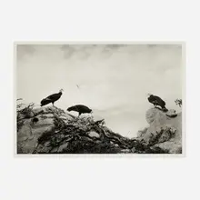 California Condor by Hiroshi Sugimoto, 2012, digital pigment print, sold Jul 2024