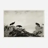 Hiroshi Sugimoto, California Condor