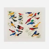 Fred Tomaselli, Double Page Orioles, 2004, inkjet print