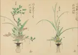 Anonymous, Plants, Two ink and color on paper