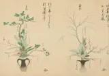 Anonymous, Plants, Two ink and color on paper