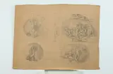 Allyn Cox, Early Studies for Judah Family Dining Room Mural Decorations, Graphite on paper