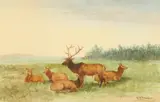 Newbold Hough Trotter, Elk Herd, Watercolor