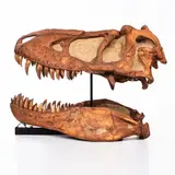 early 21st century, polyurethane resin, metal mounting stand, skull spprox. lg. 35, approx. ht. 24 in. by Tyrannosaurus Rex Skull Fossil Replica, sold Oct 2022