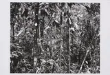 Thomas Struth, Daintree (Aus: Paradise), 2004, Pigmentierter Tintenstrahldruck