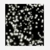 Michael Flomen, Ishkabibble, 2000, gelatin silver print