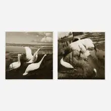 Lynn Geesaman, Two works from the Natural History series, 1985-86, gelatin silver print