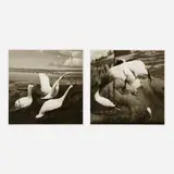Lynn Geesaman, Two works from the Natural History series, 1985-86, gelatin silver print