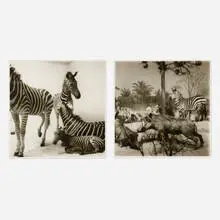 Lynn Geesaman, Two works from the Natural History series, 1985, gelatin silver print