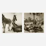 Lynn Geesaman, Two works from the Natural History series, 1985, gelatin silver print