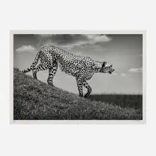 Michel Ghatan, The Hunt, Maasai Mara, Kenya (from the Predators series), 2021, pigment print