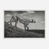 Michel Ghatan, The Hunt, Maasai Mara, Kenya (from the Predators series), 2021, pigment print