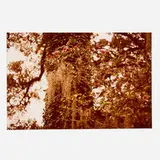 Climbing Rose (from the Along the 30th Parallel series) by William Eggleston, 1978, vintage C-print, sold Jul 2024